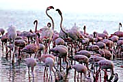 4 Days Maasai Mara & Lake Nakuru safari image 3